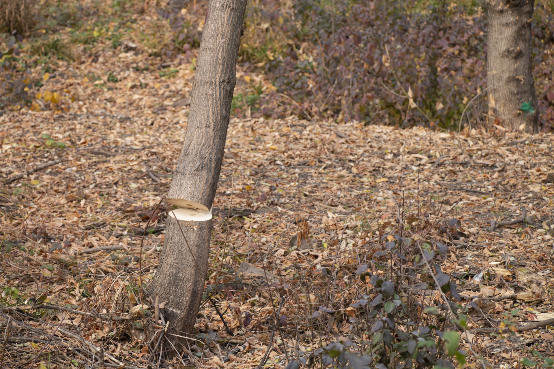 Подпиленное дерево в роще Баума в Алматы