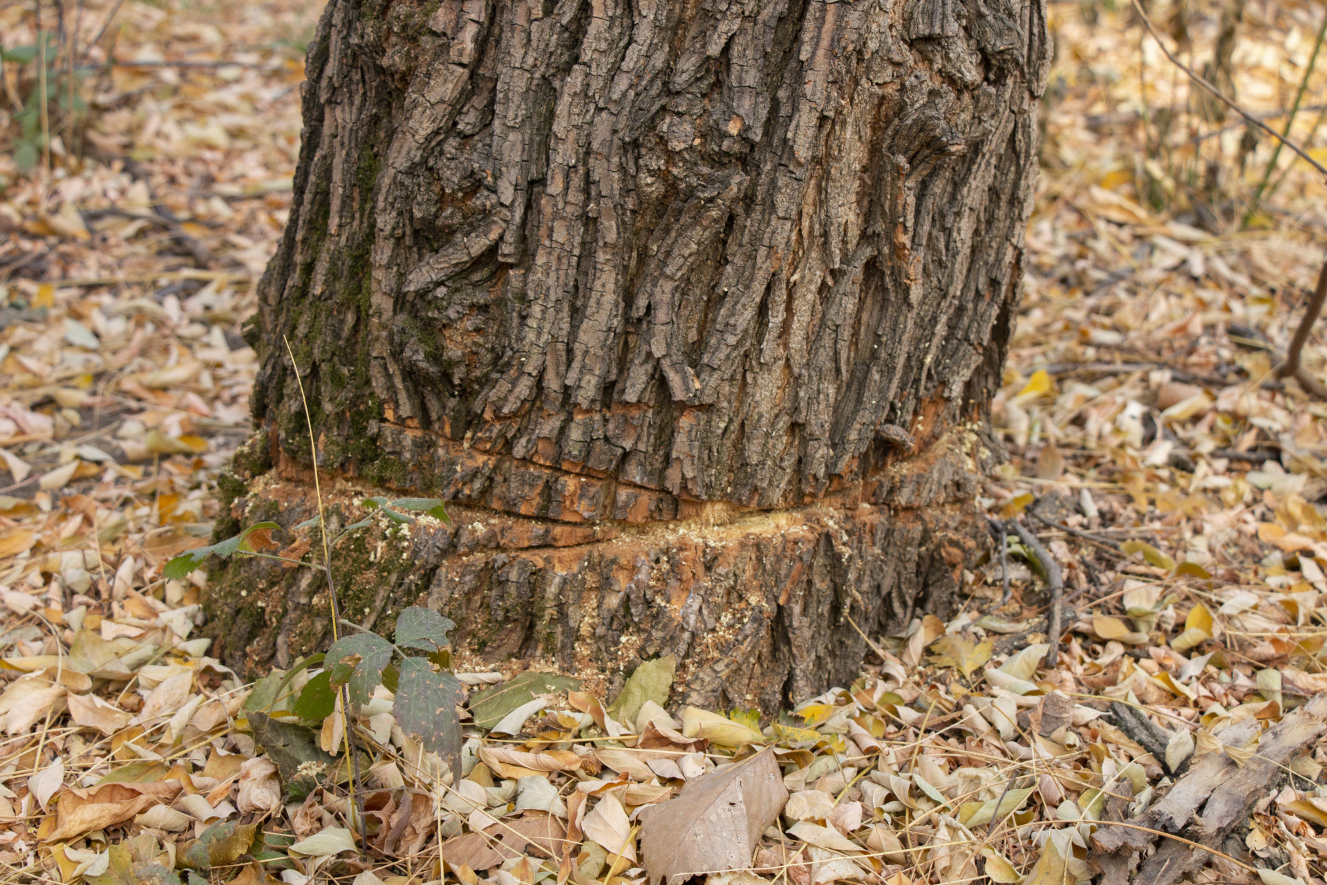 Подпиленное дерево в роще Баума в Алматы