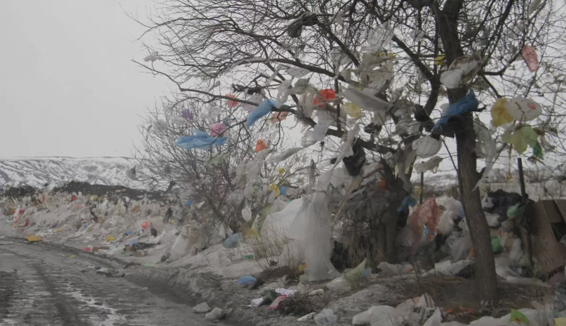 Мусор на дереве, ВКО