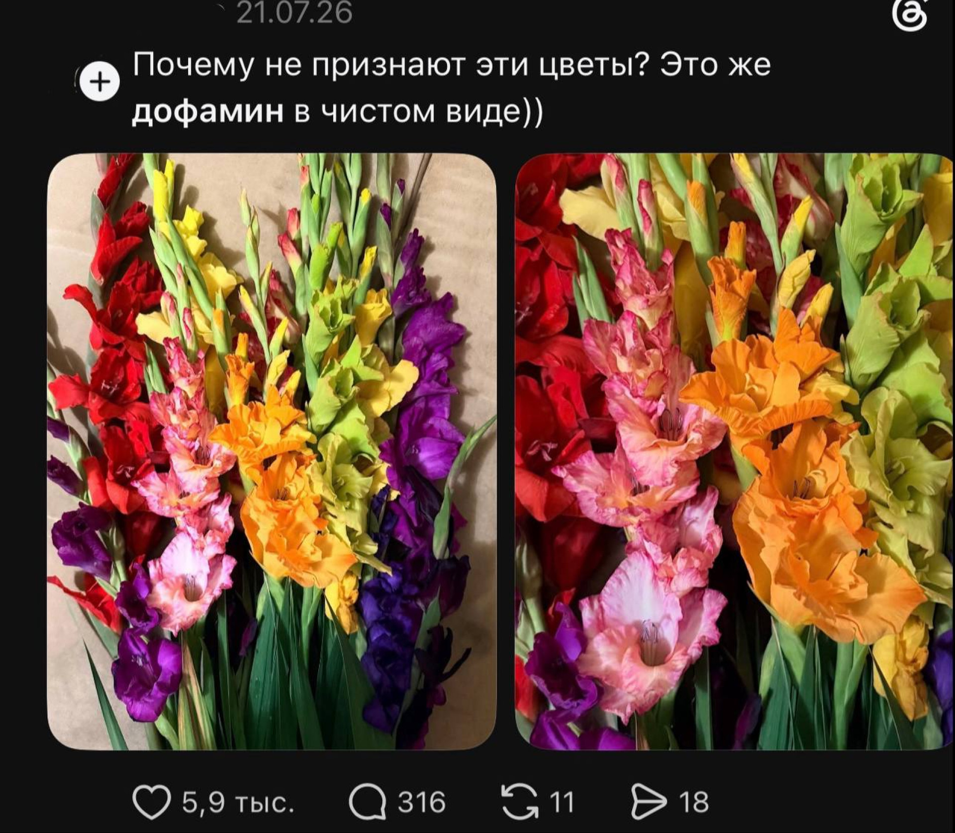 Яркие разноцветные гладиолусы