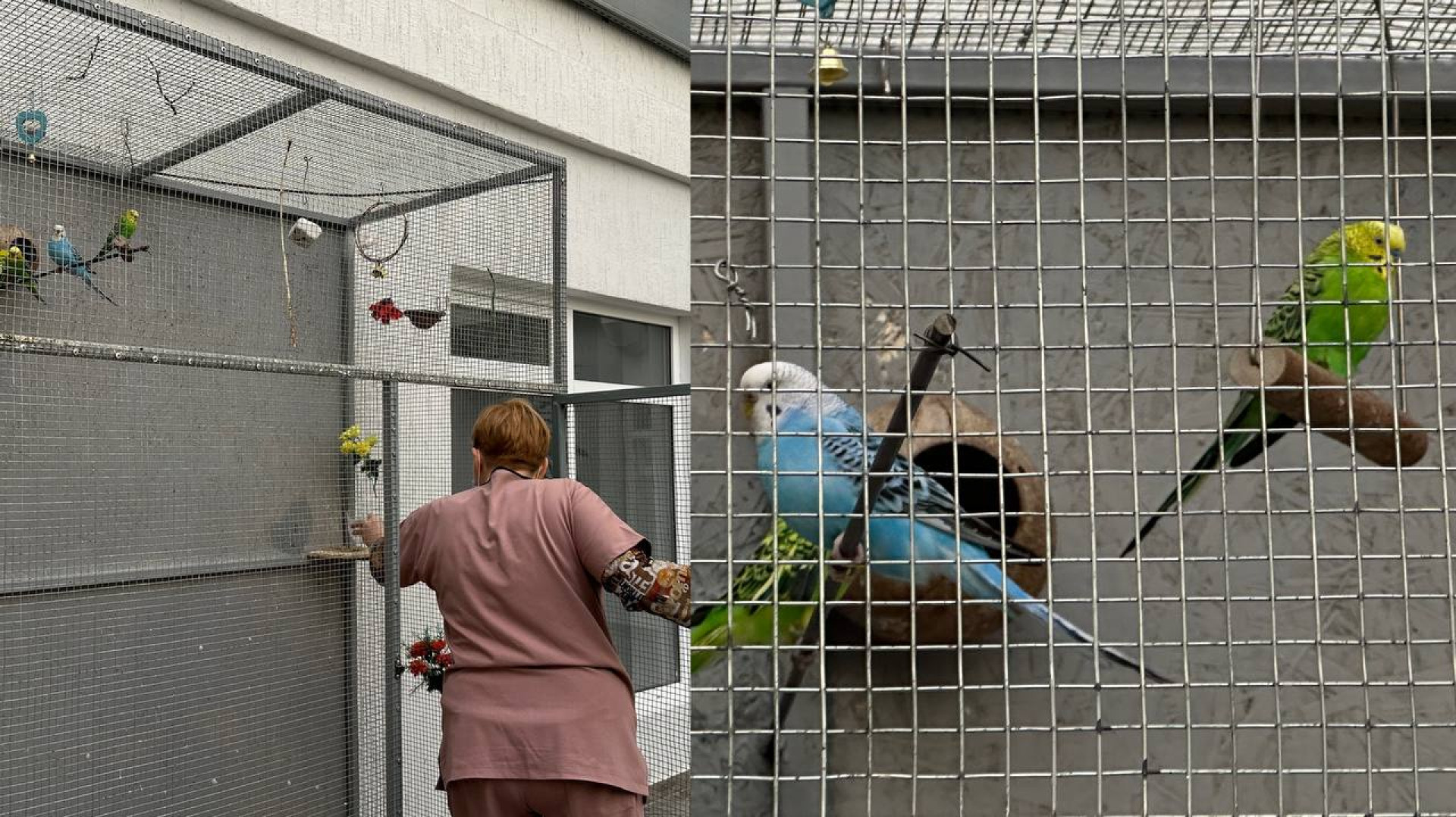 Попугаи в оранжерее Центра психического здоровья Алматы